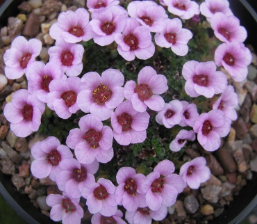 Saxifraga 'Allendale Bamby'